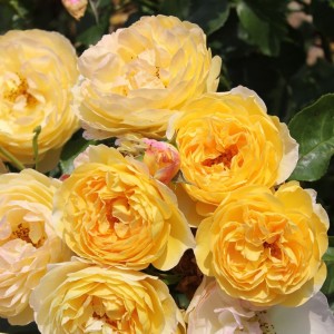 BELLE DE JOUR (floribunda)